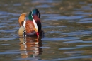 Mandarin drake display on water. Apr '17.