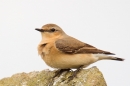 Female Wheatear. Apr '17.