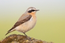 Male Wheatear. Apr '17.