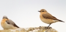 Male and female Wheatear. Apr '17.