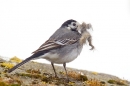 Pied Wagtail with nest material. Apr '17.