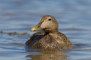 Fem.Eider. Apr '17.