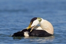 Male Eider preening. Apr '17.