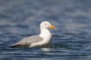 Herring Gull bathing. Apr '17.