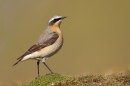 Male Wheatear. May '17.