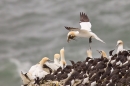 Gannet flying in with nest material 1. May '17.