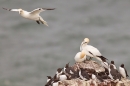 Gannet courtship activity. May '17.