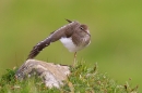 Common Sandpiper wing stretching. May '17.