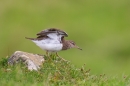 Common Sandpiper raising wings. May '17.