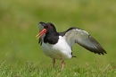 Oystercatcher raising wings. May '17.