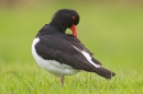 Oystercatcher preening. May '17.