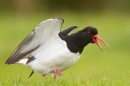 Oystercatcher alarm calling. May '17.