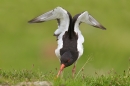 Oystercatcher display. May '17.