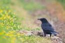 Carrion Crow with brown hare prey. May '17.