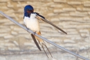 Swallow preening. May '17.