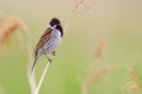 Reed Bunting singing. June '17.