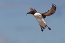 Guillemot in flight with fish. June '17.