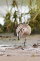 Bar tailed Godwit scratching head. Sept. '17.