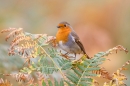 Robin on bracken. Oct. '17.