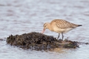 Bar tailed Godwit feeding.Oct. '17.