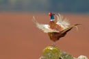 Cock Pheasant displaying. Apr '12.