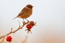 Stonechat on rosehip.Jan '18.