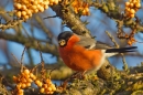 Bullfinch,m feeding on sea buckthorn. Jan '18.