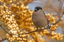 Bullfinch f on sea buckthorn. Jan '18.