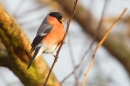 Bullfinch m. Jan '18.