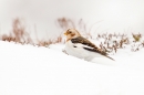 Snow Bunting in snow and heather. Feb '18.