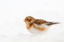 Snow Bunting feeding in snow. Feb '18.