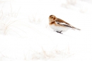 Snow Bunting in snow and grasses. Feb '18.