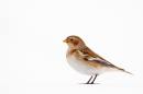 Snow Bunting. Feb '18.