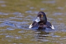 Male Tufted duck and bow wave. Apr '18.