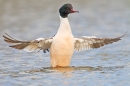 Male Goosander stretching up out of water 2. Apr '18.