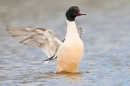 Male Goosander stretching up out of water 1. Apr '18.