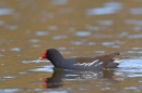 Moorhen. Apr '18.