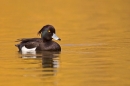 Tufted duck m and gold reflections. Apr '18.