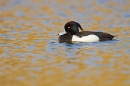 Tufted duck m and golden dappled reflections. Apr '18.