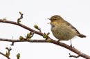 Chiffchaff singing. Apr '18.