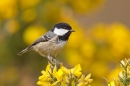 Coal tit on gorse. Apr '18.