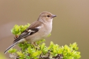 Female Chaffinch. Apr '18.