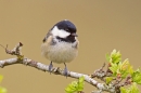 Coal tit on hawthorn. Apr '18.