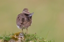 Common Sandpiper preening. Apr '18.