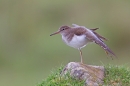 Common Sandpiper wing stretching 2. Apr '18.