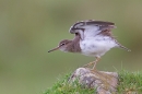 Common Sandpiper wing stretching 1. Apr '18.