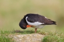 Oystercatcher preening. Apr '18.