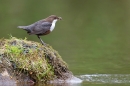 Dipper on rock with food 1. May '18.