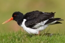 Oystercatcher shake down. May '18.