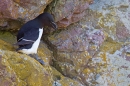 Razorbill on rock. May '18.